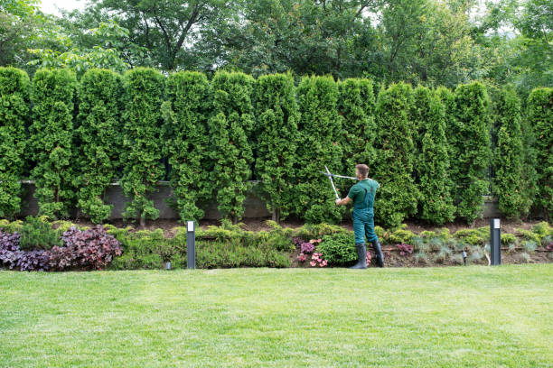 Woodbridge, CA Tree Removal Company