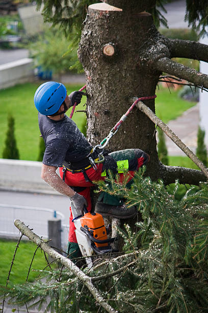 Best Palm Tree Trimming  in Woodbridge, CA