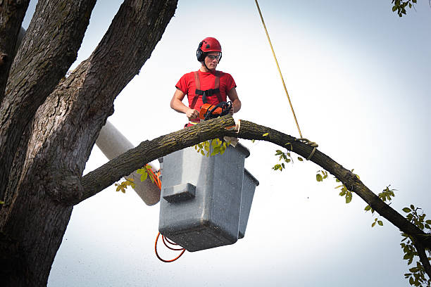 How Our Tree Care Process Works  in  Woodbridge, CA