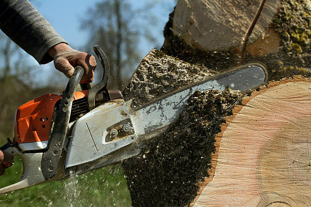  Woodbridge, CA Tree Removal Pros